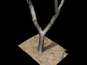 tree 3D Model