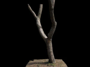 tree 3D Model