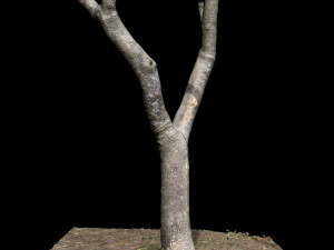 tree 3D Model