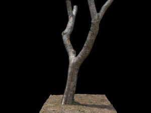 tree 3D Model