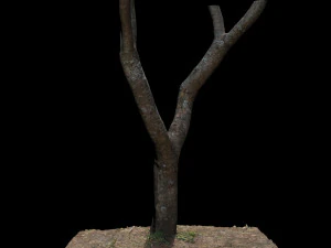 tree 3D Model