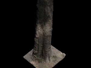 tree 3D Model