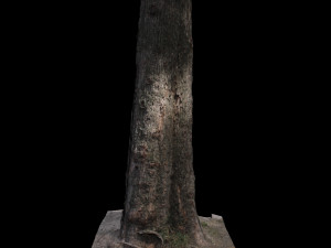tree Model 3D