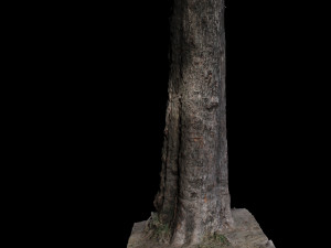 tree Model 3D