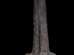 tree Model 3D