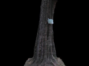 tree 3D Model