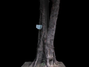 tree 3D Model