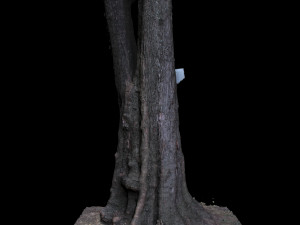 tree Modelo 3D