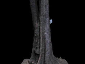 tree 3D Model