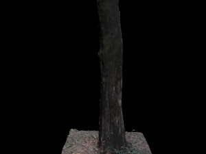 tree 3D Model