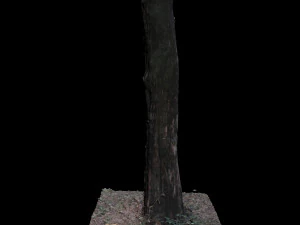 tree 3D Model