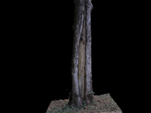 tree 3D Model