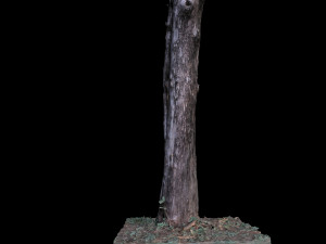 tree 3D Model