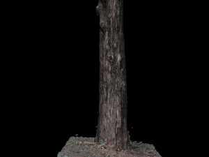 tree 3D Model