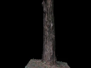 tree 3D Model