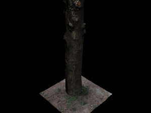 tree 3D Model