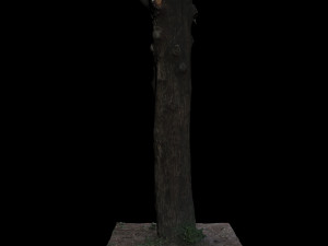 tree Model 3D
