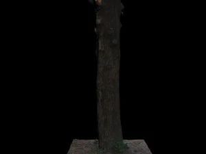 पेड़ 3D मॉडल