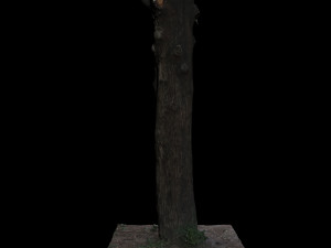 tree Model 3D