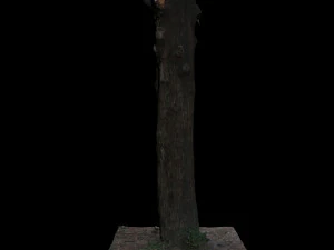 पेड़ 3D मॉडल