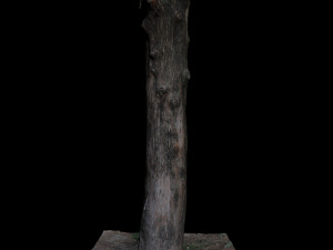 tree Model 3D