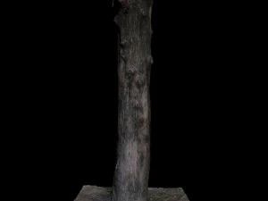 पेड़ 3D मॉडल