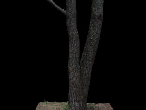 tree Modelo 3D