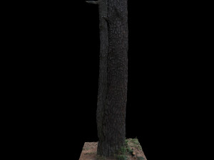 tree Modelo 3D