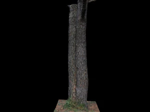 木 3Dモデル
