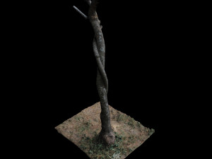 tree 3D Model