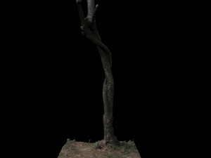 tree 3D Model