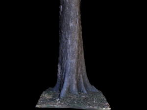 tree 3D मॉडल