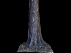 tree 3D Model