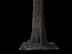 tree 3D मॉडल