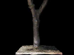 tree 3D Model