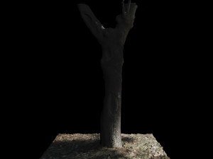 tree 3D Модель