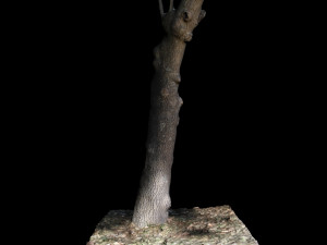 tree 3D Модель