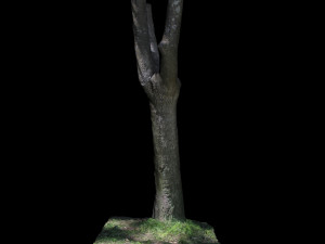 tree 3Dモデル