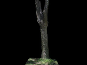 tree 3D Model