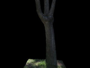 tree 3Dモデル