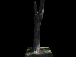 tree 3Dモデル
