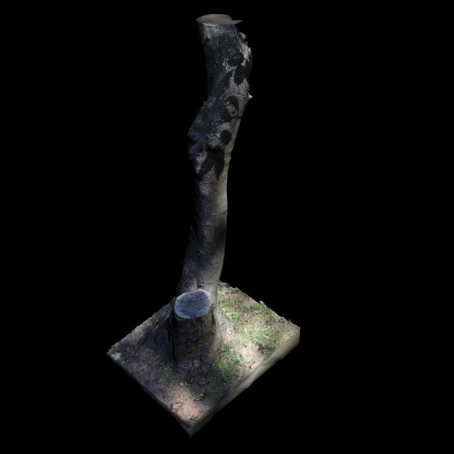 tree Model 3D .c4d .max .obj .3ds .fbx .stl .blend 