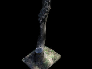tree 3D Model