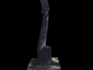 tree Model 3D
