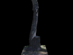 tree 3D Model
