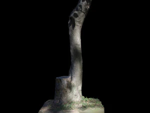 tree 3D Model