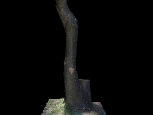 tree Model 3D