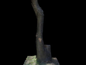 tree 3D Model