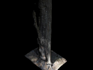 tree 3D Model