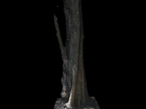 tree 3D Model